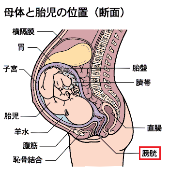 妊娠中の尿漏れ